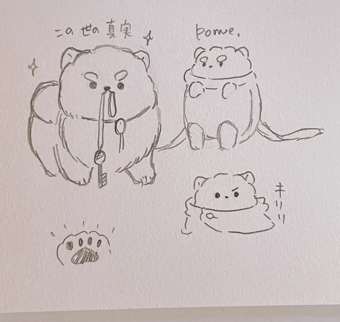 双翼でしおさんに描いて貰ったぽめびん🥰可愛い癒やし……😭❤️キリッ✨