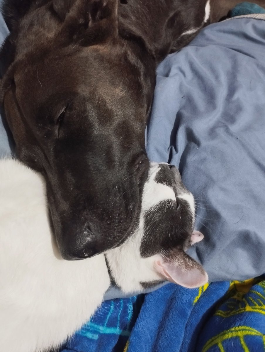 SaraAldrete's tweet photo. 29 años esperando este momento en dónde mi gato y mi perro son mejores amigos y duermen acurrucados https://t.co/KS3DjE070I