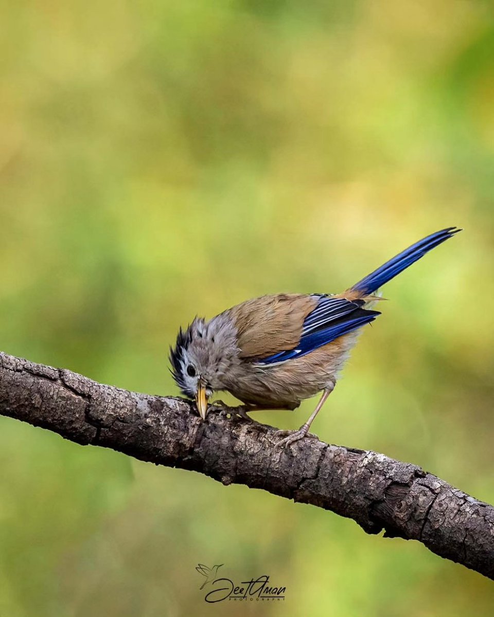 Blue-winged Minla #tweeterbirds #birds #BirdsSeenIn2023 #birds #birdphotography #BirdTwitter #NaturePhotography @BirdPlanets @WildlifeMag @ThePhotoChallng @ThePhotoHour @30DaysWild @Team4Nature @WorldofWilds #birbs @BirdwatchExtra @goldsant #BBCWildlifePOTD #BirdsOfTwitter