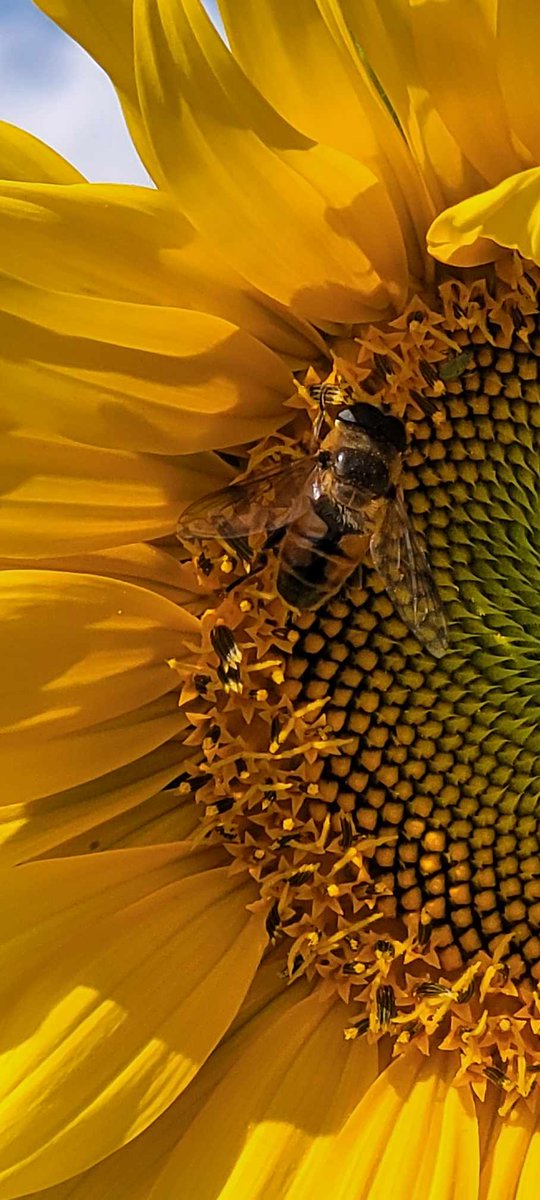 EntSocAlberta's tweet photo. This week's photos courtesy of Kyla Lopez feature #pollinators on sunflowers, taken at the Bowden SunMaze (https://t.co/zPkwcQus5j). Seen here are not only the well-known #bees showcasing their full #pollenbaskets but also the bee look-a-like from the family #Syrphidae. https://t.co/XQ21TXLXf3