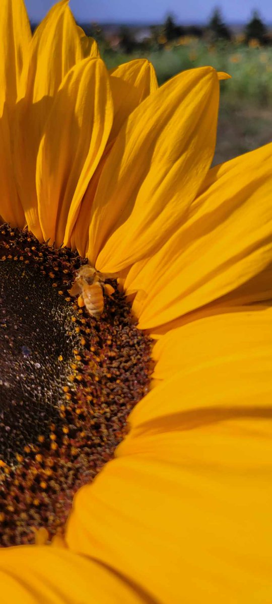 EntSocAlberta's tweet photo. This week's photos courtesy of Kyla Lopez feature #pollinators on sunflowers, taken at the Bowden SunMaze (https://t.co/zPkwcQus5j). Seen here are not only the well-known #bees showcasing their full #pollenbaskets but also the bee look-a-like from the family #Syrphidae. https://t.co/XQ21TXLXf3