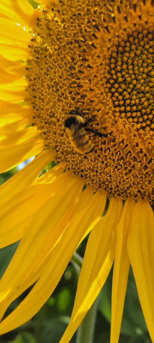 EntSocAlberta's tweet photo. This week's photos courtesy of Kyla Lopez feature #pollinators on sunflowers, taken at the Bowden SunMaze (https://t.co/zPkwcQus5j). Seen here are not only the well-known #bees showcasing their full #pollenbaskets but also the bee look-a-like from the family #Syrphidae. https://t.co/XQ21TXLXf3