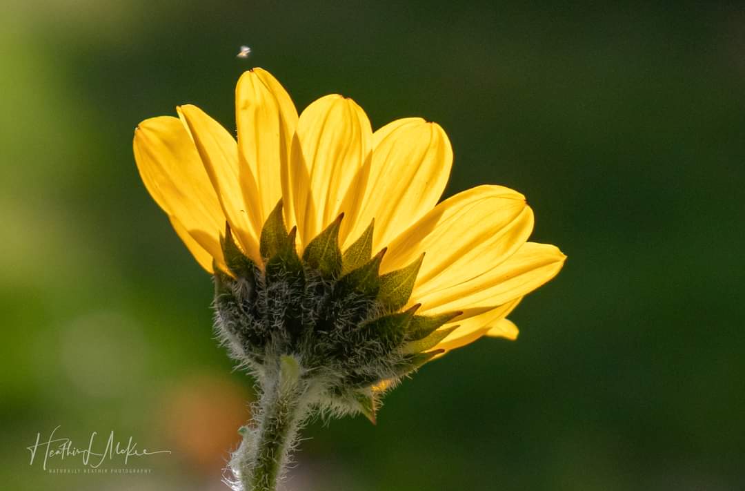 I've been chasing light for the last few days.
I present...Flutter.
#wawx #pnw #Enumclaw #macro #sunflower #light #sonorthwest #k5weather