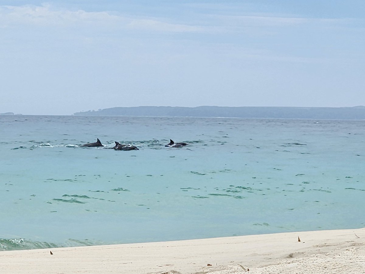 Doesn't get any better. Sun, sand and dolphins playing in the water! #jervisbay💙🩵💙🩵