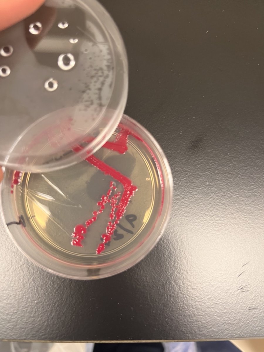 Caravel Bio tweet media