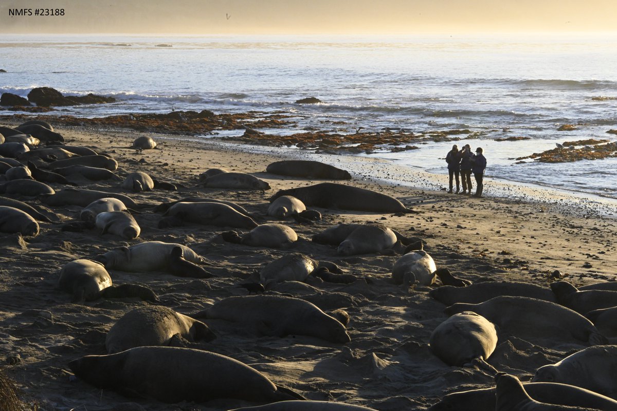 Looking for a PhD opportunity? This could be you! 👇🏽 My lab group is searching for 2 new PhD students interested in the demography and movement ecology of elephant seals to join us at UC Santa Cruz! roxannebeltran.sites.ucsc.edu/join-us/gradua… Application deadline Nov 1.
