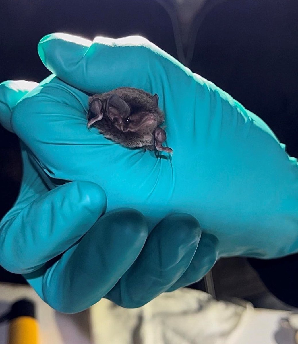 Ecological Society of Australia (@ecolsocaus) on Twitter photo Veterinarian Dr Anna Langguth is using her skillset to investigate which infectious and non-infectious threats Australian microbat species might be vulnerable to.
Learn more about her research in our latest #ESABlog:
ecolsoc.org.au/blog/defiance-…
<a href="/UniMelb/">University of Melbourne</a> #Microbat #FlyingMammal Veterinarian Dr Anna Langguth is using her skillset to investigate which infectious and non-infectious threats Australian microbat species might be vulnerable to.
Learn more about her research in our latest #ESABlog:
ecolsoc.org.au/blog/defiance-…
<a href="/UniMelb/">University of Melbourne</a> #Microbat #FlyingMammal