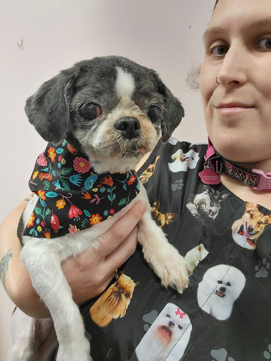 Got to meet this SUPER sweet old lady today. Fell completely in love with her. We didn't go for perfect, we went for comfort. And she was such a trooper. Can't wait to see her and her mlem tongue again 🥰 #groomer #seniordog #groomersofinstagram #doggroomer #woofgangdaytonabeach