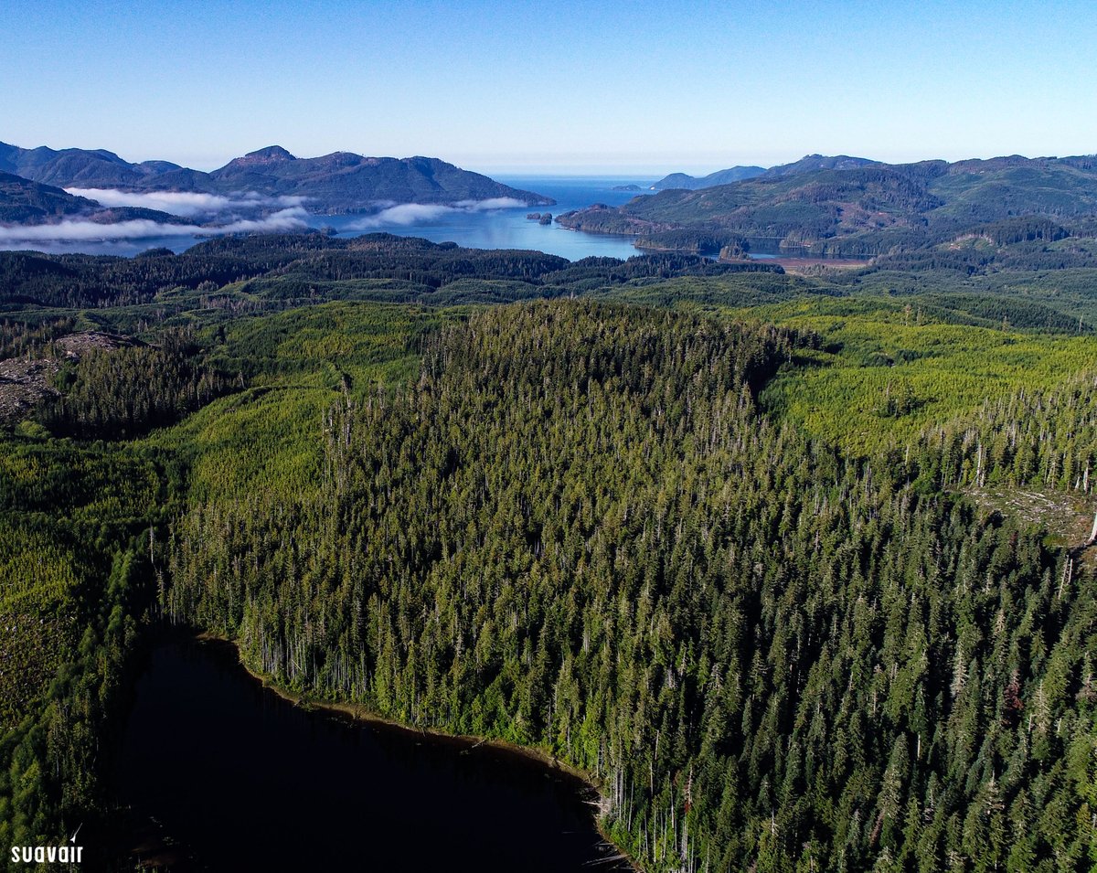 Silviculture Surveying on the west coast of Vancouver Island comes with some incredible scenery.