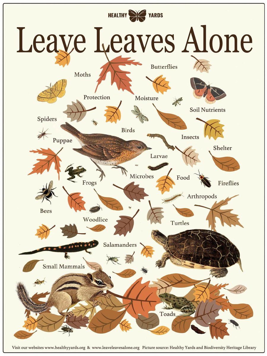 #LeaveTheLeaves 🍂🍁🍂

Leaves create a natural mulch that helps to suppress weeds while fertilizing the soil as it breaks down. The leaves also serve as a habitat for wildlife including lizards, birds, turtles, frogs, and insects that overwinter in the fallen leaves.