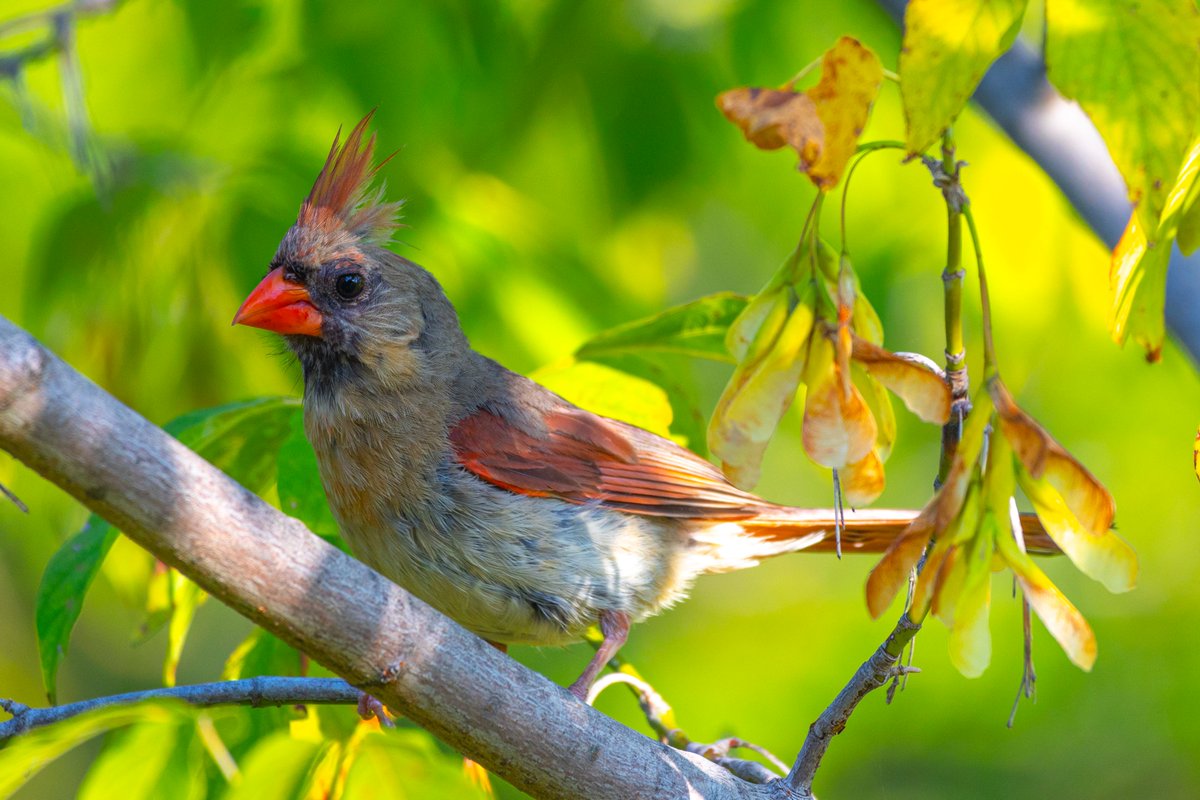 This female Northern Cardinal was molting.  She was super cute,  and was chirping like a mofo.  non stop chirping and hopping around.  And posing.  #cardinals #northerncardinal #birds #birding #nature #wildlife #photography #photographer