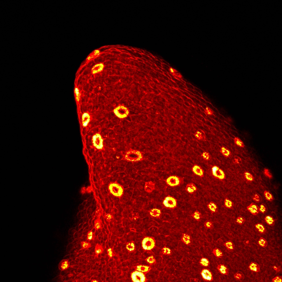 Stomata are always cool to image!