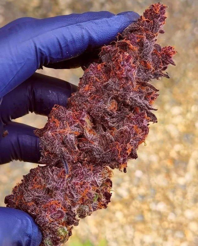 _StonersRUs_'s tweet photo. Dragons Blood 🐉🩸😍

#StonerFam #Mmemberville #WeedLovers #CannabisCommunity https://t.co/LV2y5CpqWT