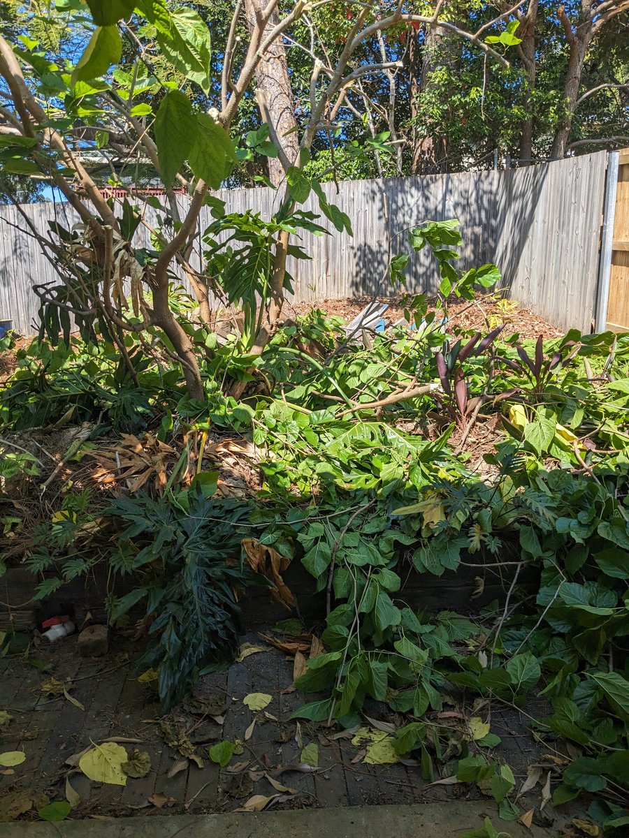 Been doing some severe pruning.