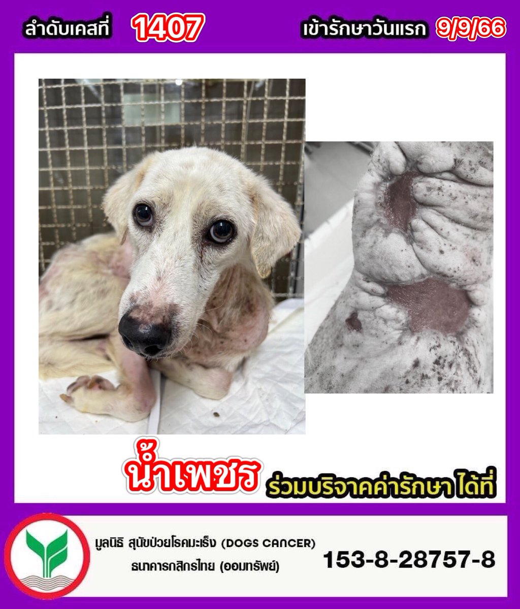 DogsCancer's tweet photo. #ระดมทุนหมาจรถูกรุมกัดแผลเน่าทั้งตัว
🔺น้ำเพชร ลำดับที่ 1407 เข้ารักษา 09/09/66
 น้ำหนัก 11 kg.  
#อัพเดตอาการวันที่ 03-10-66 คุณหมอล้างทำความสะอาดแผล แผลแดงสดดี ขนาดของแผลแคบลงและสะอาดขึ้น น้ำเพชรทานอาหารได้ ขับถ่ายปกติ 
🔻เข้ารักษาด้วยอาการมีแผลเน่าที่หลังขนาดใหญ่ ในแผลเต็มไปด้วยหนอนที่ชอนไชกัดกินเนื้อไปจนถึงบริเวณกลางหลัง มีคราบเลือด มีแผลเหวอะหวะ คราบหนองแห้งเกะกังติดที่ขน มีกลิ่นเหม็นเน่า ผิวหนังโดยรอบมีการอักเสบ บวมแดง เบื้องต้นคุณหมอได้ตรวจเลือด ล้างทำความสะอาดแผลเอาหนอนออกให้ได้มากที่สุด ให้ยาลดปวด ลดอักเสบ รอติดตามอาการอย่างใกล้ชิด 
#ผลเลือด
-เกล็ดเลือดต่ำ
-เลือดจาง
-เม็ดเลือดขาวสูง 
-ค่าตับ ปกติ 
-ค่าไต ปกติ 

#ร่วมบริจาคช่วยสุนัขป่วยโรคมะเร็ง
📌มูลนิธิ สุนัขป่วยโรคมะเร็ง (Dogs 
Cancer) 
 ธนาคาร  : กสิกรไทย 
เลขบัญชี  : 153-828757-8

📌มูลนิธิ เลขที่ 5/2566

📞 ติดต่อมูลนิธิฯ 
โทร : 064-2463664

🔹-Line id : @dogscancer
https://t.co/vZhyIvvKyd 

🔹-Instagram : dogscancerfoundation 

🔹-ติดต่อเพจฯ Inbox 👇
https://t.co/xUqppbWORg. 

🔹-หรือสำหรับเยี่ยมชมเพจฯ👇
https://t.co/5bhEYjAgPs. 

ปัจจุบันทางเพจมีเคสที่รับผิดชอบและรักษาอยู่จำนวนมากเกือบ 142 ชีวิต หากมียอดบริจาคที่เกินในแต่ละเคส เราจะนำช่วยเหลือช่วยเหลือค่ารักษาในเคสต่อไป
