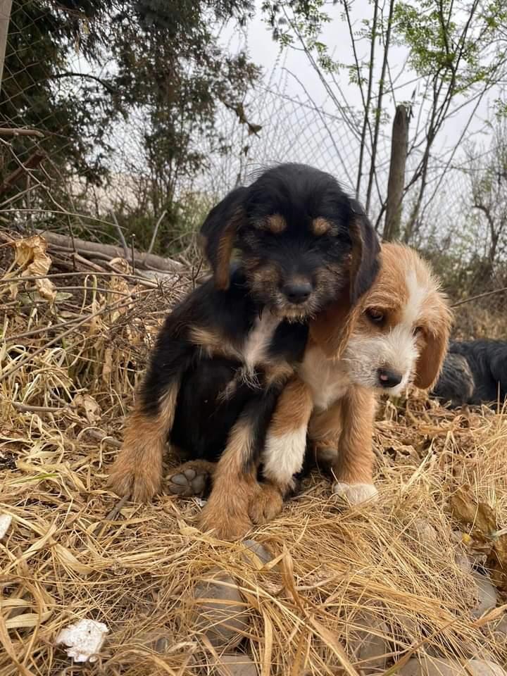 piojito107's tweet photo. Está familia fue abandonada en el sector #apalta. Hoy atropellaron al papá y quedó en estado grave. Se ruega hogar temporal o definitivo para esta mamita y sus bebés, antes de que sigan corriendo peligro de ser atropellados!!! Son tamaño pequeño. Un pedacito de patio para ellos https://t.co/7OVSOnob5e