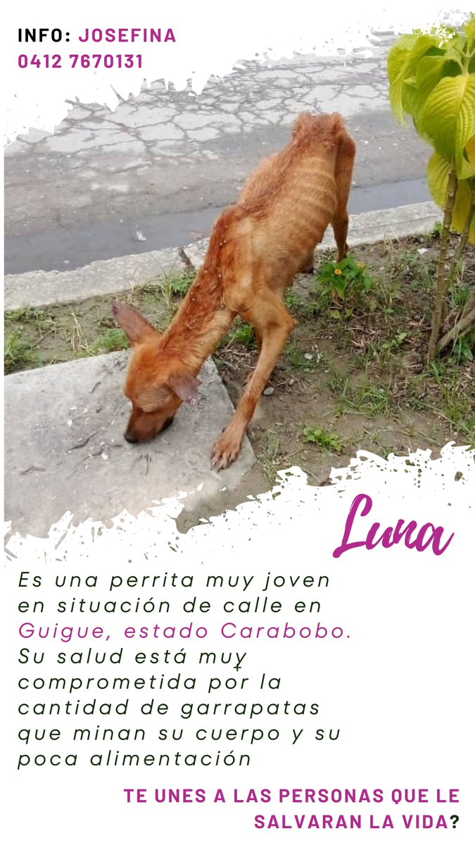 apoyocanino's tweet photo. #Guigue es una población prácticamente desatendida en cuanto a animales en situación de calle se refiere. Josefina hace mágia para atender a los pocos que puede. Este es uno de esos casos.  Contacta a Josefina para salvarle la vida a Luna. 0412 767 0131 https://t.co/Arv0y5wRM8