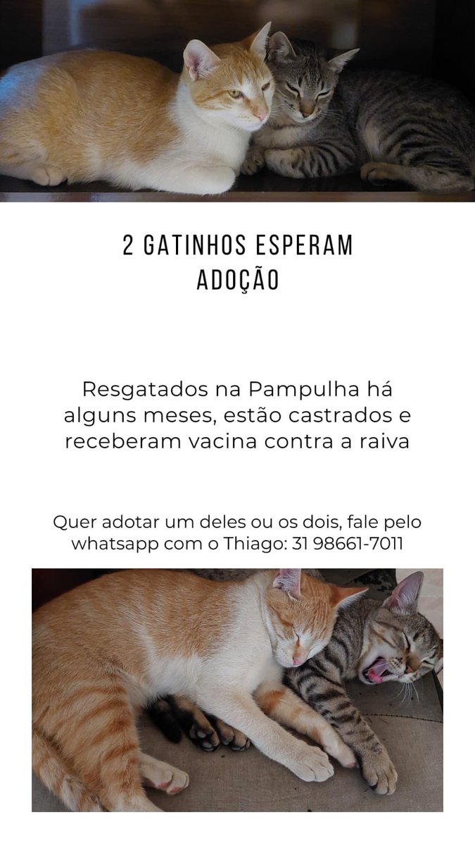 Galera de BH que gosta de gatos!
Se não puder adotar, miaujude a espalhar com um RT