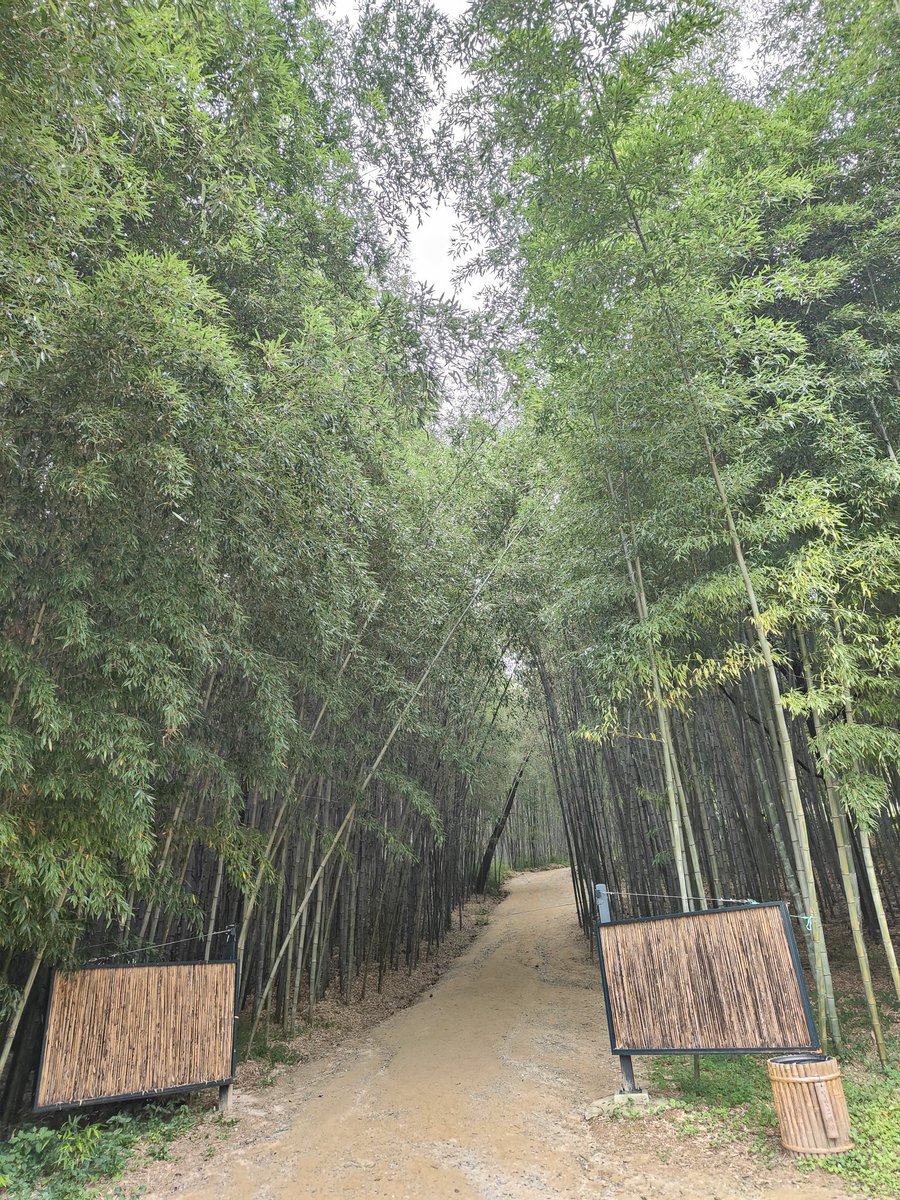 VivaciousVids's tweet photo. Here at the same place where #Jhope was here last year... Though I wanted to try the same bamboo jelly, it wasn't in stock so I settled with strawberry jelly and choco latte. #bambooforest #damyang https://t.co/6qwPlxAsT7