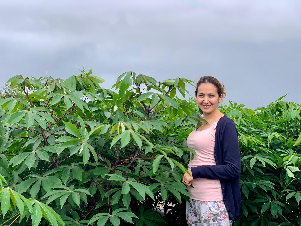 Samar Sheat, Ph.D.🌿 (@samarsheat) on Twitter photo Dual resistant Lines for #CBSD and #CMD crosses made at <a href="/BiovIntCIAT_eng/">Alliance of Bioversity International and CIAT</a> are doing super well under Vietnamese skies and already in crossing plot to produce improved materials to serve #Asia and <a href="/Africa/">Africa</a>
Looking forwards yo screening those seeds in <a href="/Leibniz_DSMZ_en/">Leibniz-Institut DSMZ</a> Dual resistant Lines for #CBSD and #CMD crosses made at <a href="/BiovIntCIAT_eng/">Alliance of Bioversity International and CIAT</a> are doing super well under Vietnamese skies and already in crossing plot to produce improved materials to serve #Asia and <a href="/Africa/">Africa</a>
Looking forwards yo screening those seeds in <a href="/Leibniz_DSMZ_en/">Leibniz-Institut DSMZ</a>