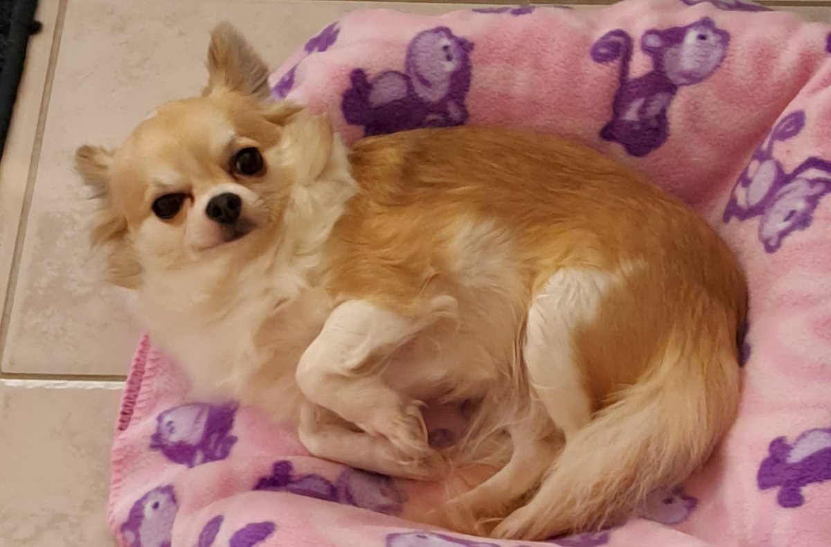 lanceeveridge27's tweet photo. @MrFishcorpse Ahh yes, this chihuahua is sooo aggressive.

I literally couldn't own a sweeter dog. https://t.co/bg3aLOJh6l