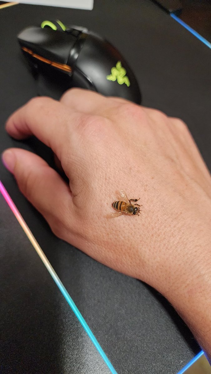 I have bees on me while coding!  #honeybees #ROBLOX