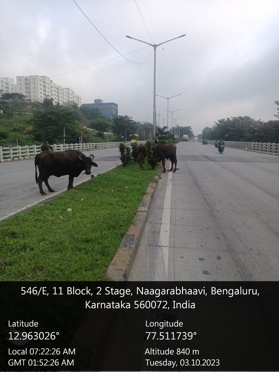 Outer Ring road where pedestrians are not allowed we find these break inspectors.( 😂Humour apart) plz take action on cattle owners for negligence or detain cattles plz. It may be fatal.@BbmpchdTeam; @BBMPCOMM;@blrcitytraffic;@DCPTrWestBCP