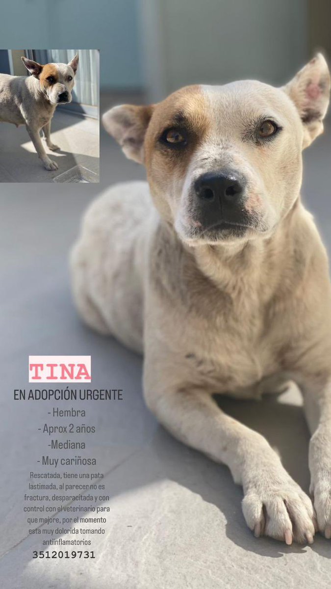 Esta gorda necesita urgente provisorio, la chica que la rescato se va de viaje el finde. Difusión máxima <a href="/VivireNuevaCba/">VivirenNuevaCórdoba®</a> <a href="/VivireNuevaCor/">VivireNuevaCórdoba</a> <a href="/Vivir_en_Guemes/">VivirEnGuemes⭐⭐⭐</a>