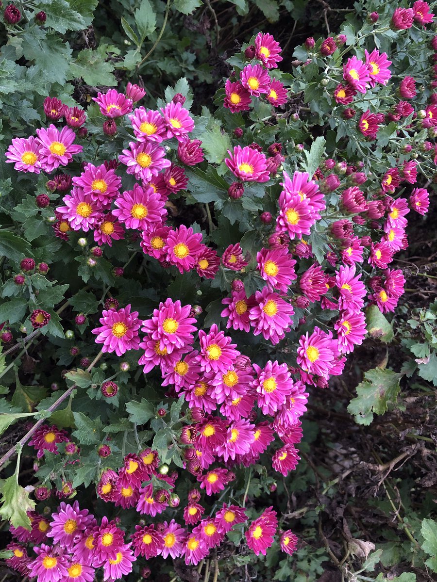 🌸🌼