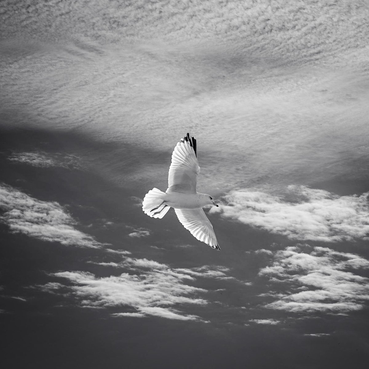 M.E. Risser.Photo tweet media