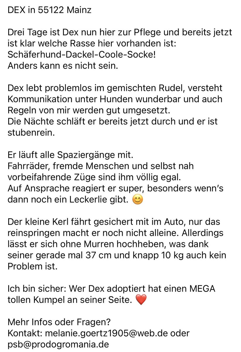 Taylor Swift und Claudia Schiffer machen es vor und präsentieren ihre  Faltohrkatzen nicht nur auf dem roten Teppich sondern auch vor allem auf  social media. Mit 25 tausend Followern hat eine der, image size:823x1200