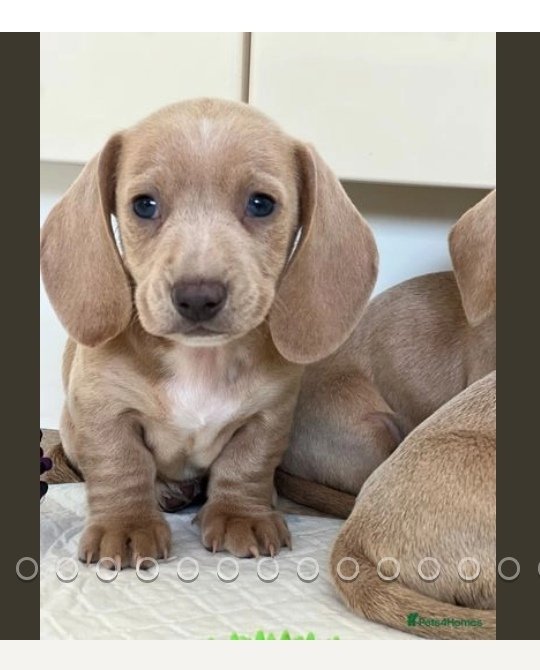 ThinkPositive35's tweet photo. @LetsPlayJen I know you're sceptical but look at this little guy!

LOOK! https://t.co/wnG3bBxjZd
