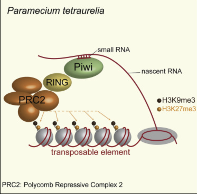 Jérôme Govin (@jeromegovin) on Twitter photo #Epi_Gre2023 🏔️🔬🦠Day 2
<a href="/DuharcourtLab/">DuharcourtLab</a> presents the biology of programmed genome elimination in Paramecium, with Polycomb, RNA-binding PIWI protein and scnRNA
doi.org/10.1016/j.devc…
biorxiv.org/content/10.110… #Epi_Gre2023 🏔️🔬🦠Day 2
<a href="/DuharcourtLab/">DuharcourtLab</a> presents the biology of programmed genome elimination in Paramecium, with Polycomb, RNA-binding PIWI protein and scnRNA
doi.org/10.1016/j.devc…
biorxiv.org/content/10.110…