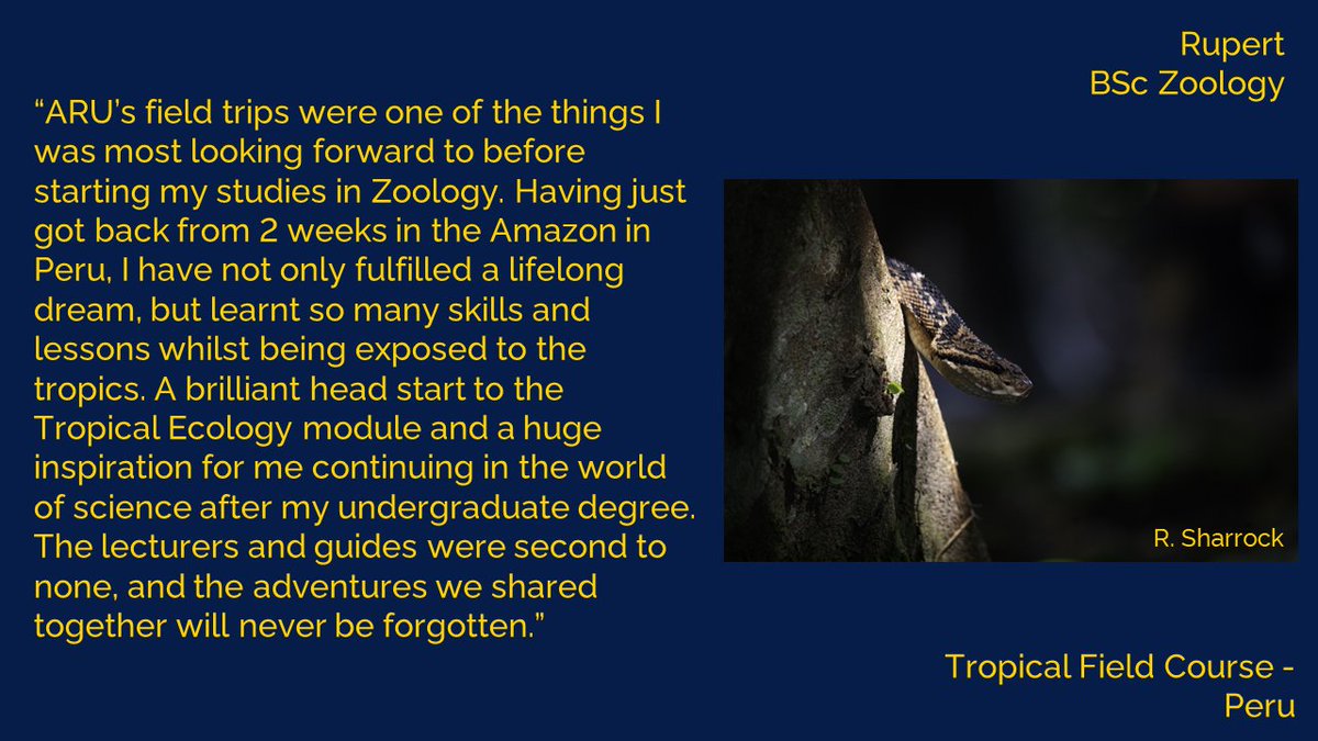 ARU_Biology (@aru_biology) on Twitter photo Our 3rd year students recently got back from their tropical ecology field course in Peru where they had an incredible time surveying biodiversity in the Amazon! #fieldtrip #ecology <a href="/aru_fse/">ARU Science & Engineering</a> Our 3rd year students recently got back from their tropical ecology field course in Peru where they had an incredible time surveying biodiversity in the Amazon! #fieldtrip #ecology <a href="/aru_fse/">ARU Science & Engineering</a>