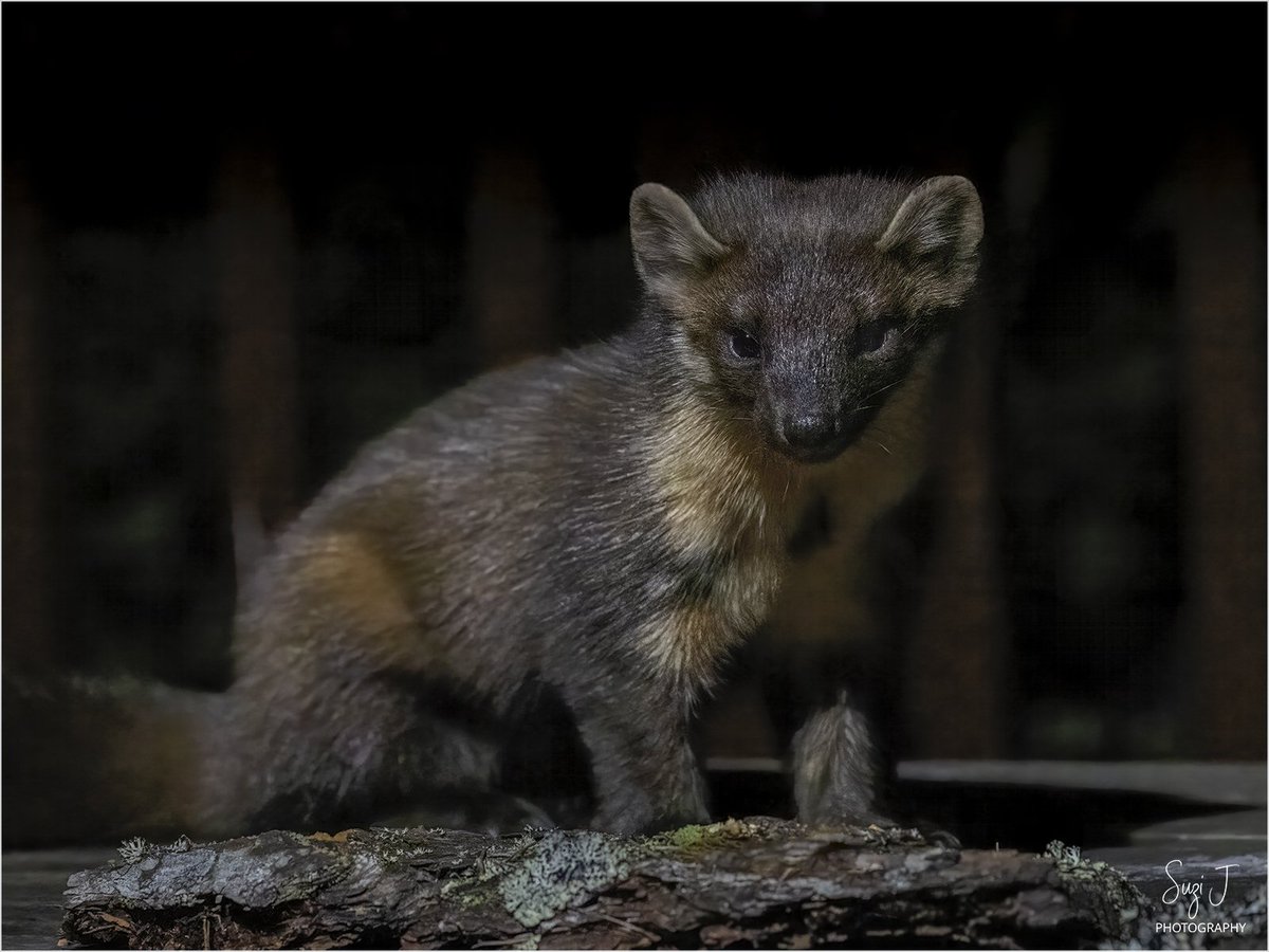 Pine Marten - an amazing first for me! ❤️

#pinemarten #lochgarten #wildlife #naturelovers #wildlifephotography #canon #rf100500 #scottishwildlife #BBCWildlifePOTD  @Natures_Voice @WildlifeMag  @ThePhotoHour @Britnatureguide @BBCSpringwatch
 #TwitterNatureCommunity #tuesdayvibe