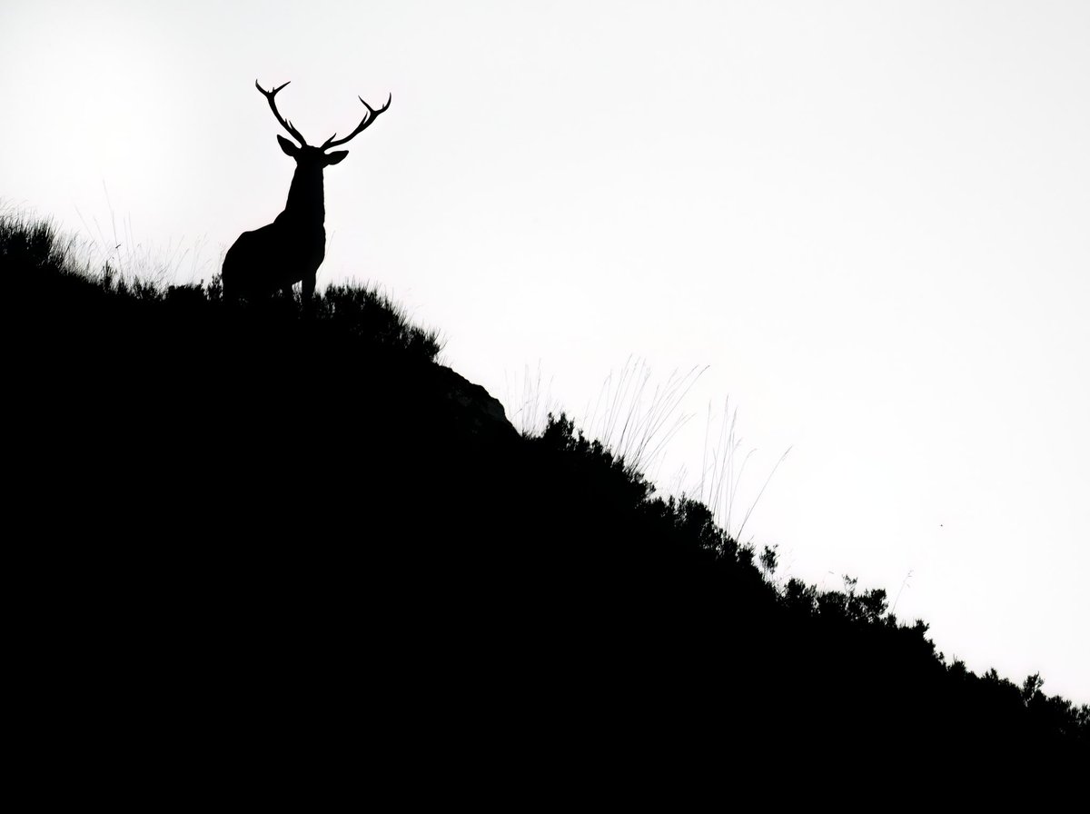 El rey de los montes, sabiéndose el dueño y señor de estas montañas, se recorta en silueta a primera hora de la mañana mientras sus ecos retumban por todo el valle