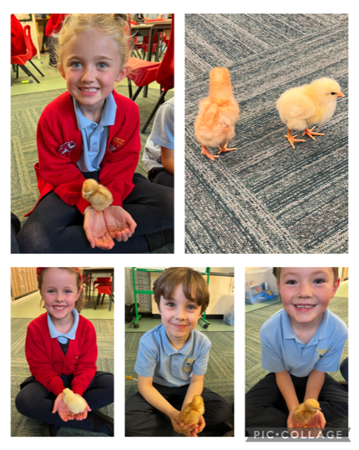 StJosephsBing's tweet photo. Year 2 are enjoying spending time with the chicks π₯°@bcwcat #scienceY2 #observingchanges https://t.co/Brg4lMpan8
