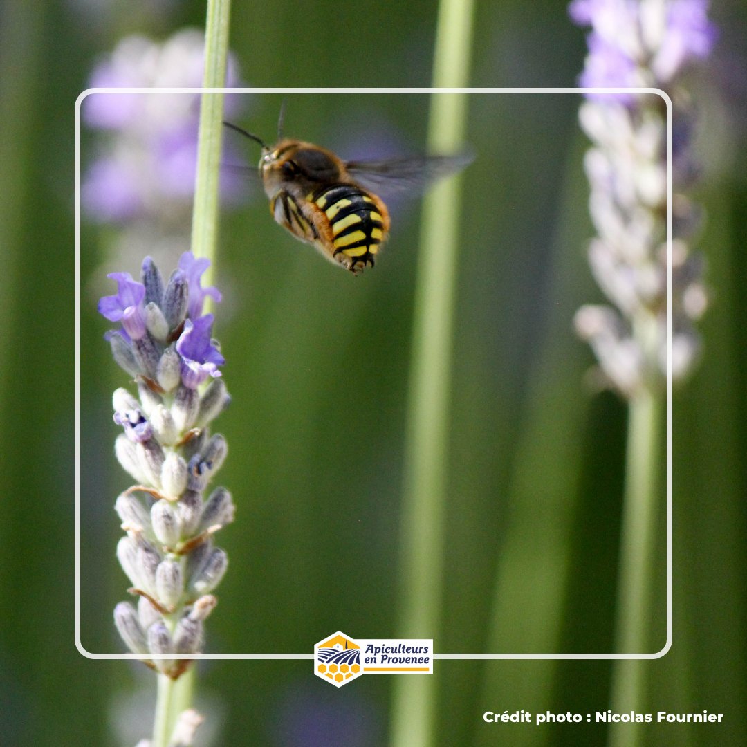 Apiculteurs en Provence tweet media