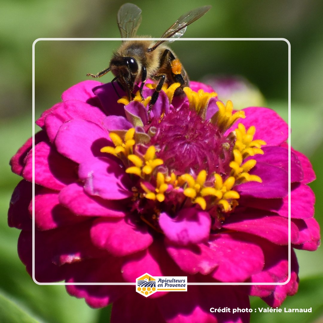Apiculteurs en Provence tweet media