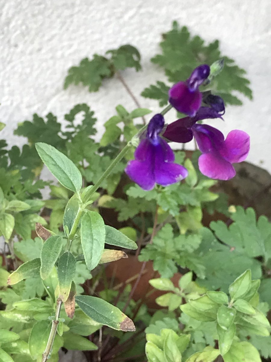 helen21206699's tweet image. Good morning from my little #cottage #garden #blackcurrant #sage