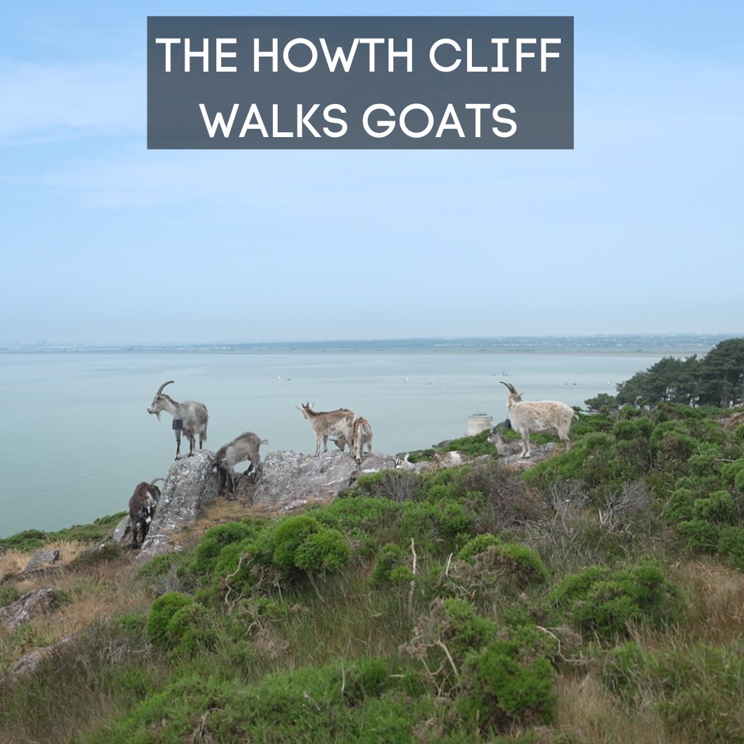 #Visit Howth's breath-taking cliff walks and keep your eyes peeled for the famous fire-fighting goats! 🐐 While it's okay to admire them from a distance, please remember to stay safe and not approach, touch, or feed them. #HowthCliffWalks #NatureConservation #OldIrishGoats