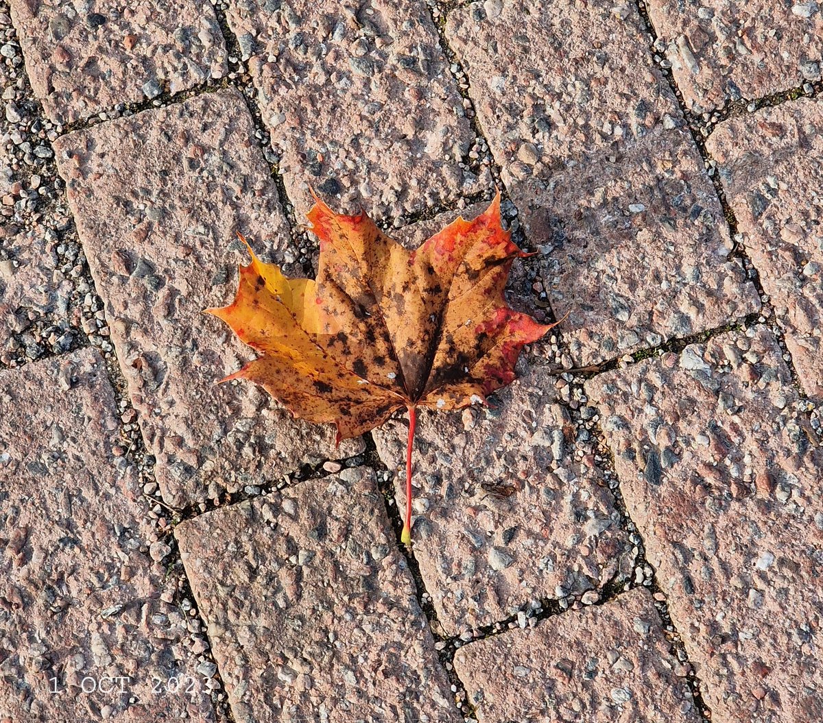 IDadzkov's tweet photo. Maple leaf.
#nature #fall #leaf #maple #FallPhoto https://t.co/IGeEX6sahj