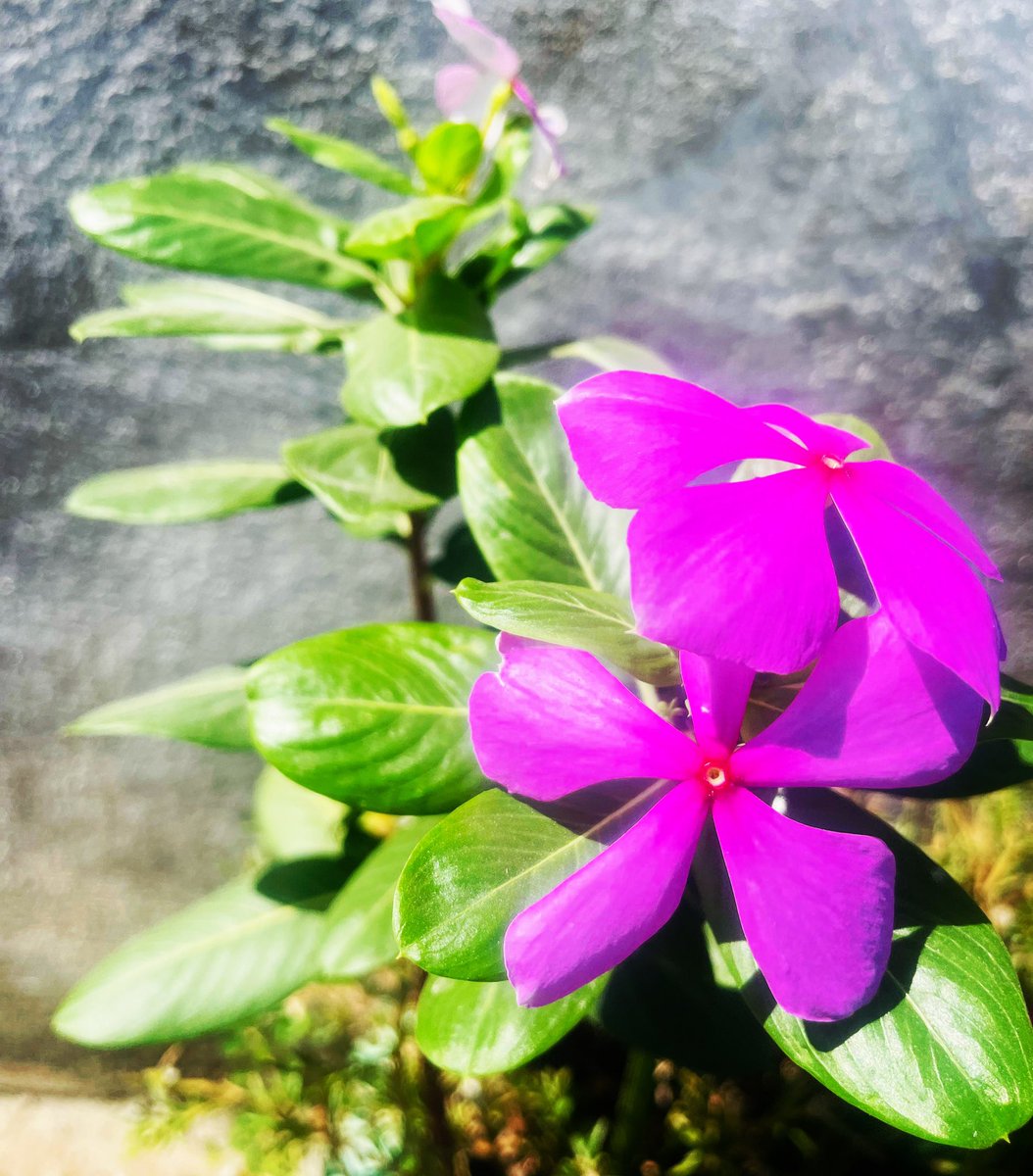 rizwan_uzzaman's tweet photo. Madagascar Rosy Periwinkle plant #MadagascarPeriwinkle https://t.co/3tKJJPXFvd
