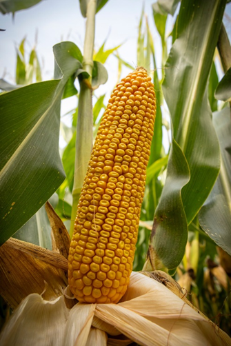 DEKALB_FR's tweet photo. #MardiConseil
💬"Le potentiel économique est vraiment exceptionnel, elle a franchi de nombreuses fois le seuil mythique des 200 quintaux, 20 tonnes par hectare" Baptiste Roger, sélectionneur à propos de DKC5812 🌽

Qu'il est beau cet épi 😍
https://t.co/NX3ZDUNEcg https://t.co/pIWGCxkHDQ