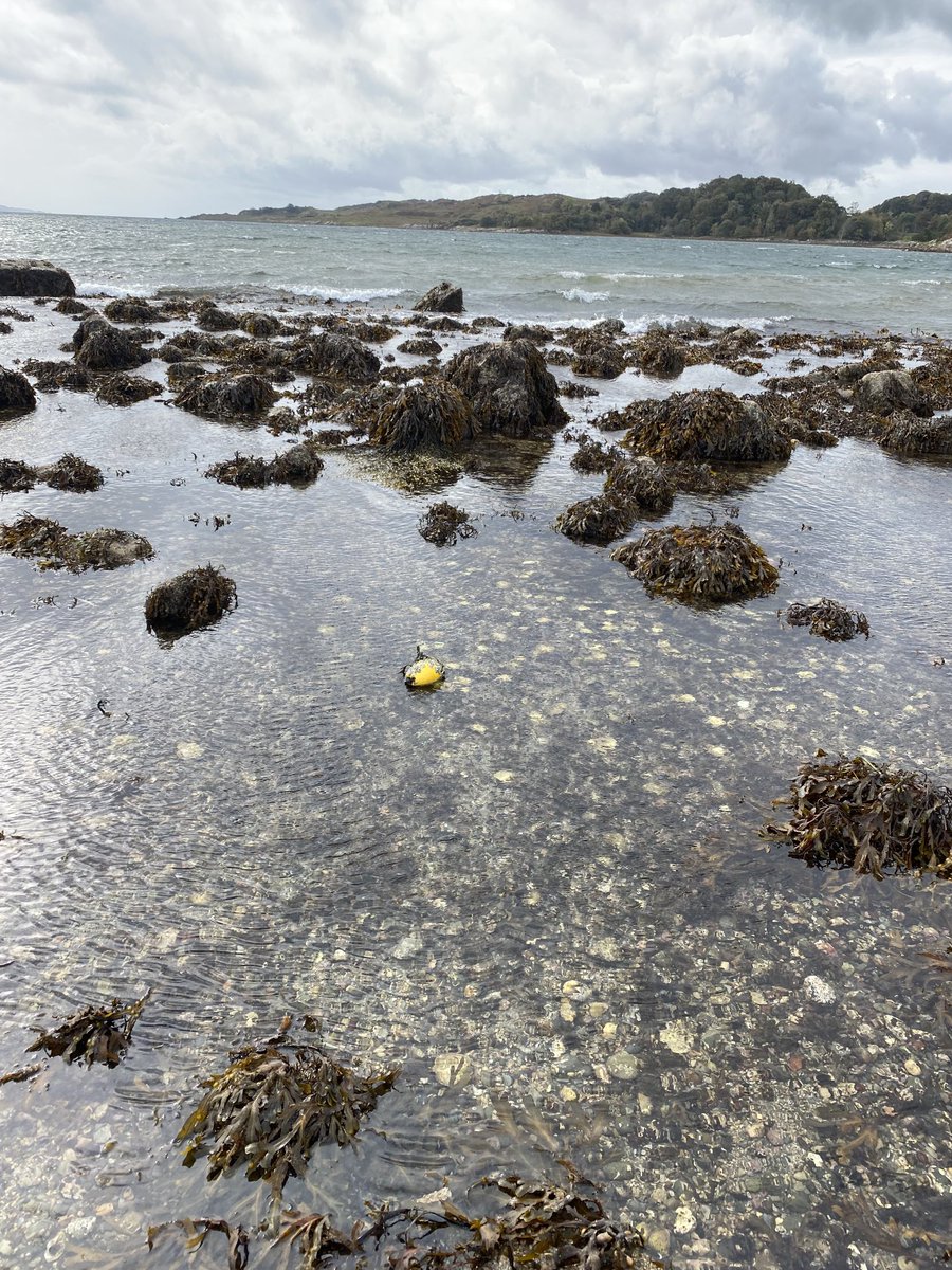 The Loch Craignish native oyster beds are coming back to life with thousands on the seabed helping to restore lost biodiversity and remove nitrates and phosphates. This brightly-marked batch is one of the many science projects helping to refine methodologies and monitor success