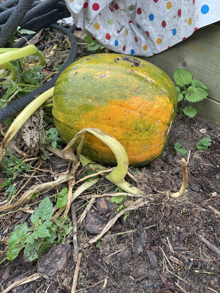 _MrsTilley's tweet photo. I have loved having weekly chats with pupils about our compost pumpkin over the last few weeks. The children have been excited to see the weekly changes! Next step will be to pick it I think! 🤞🏻@spr_meadow_pri https://t.co/k4ga20xKdm