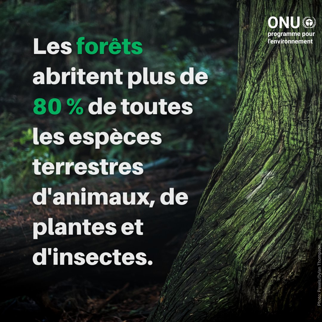 UNEP_Francais's tweet photo. Des écosystèmes sains fournissent de la nourriture, de l'eau, des médicaments, des abris et bien d'autres choses encore.
Il est urgent d'agir pour protéger et restaurer nos précieuses forêts. #GénérationRestauration
https://t.co/5w8GFMHc4l https://t.co/Y7KYWXBIeh