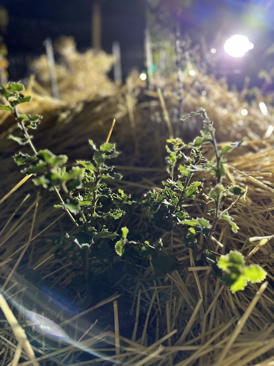 Happy one week anniversary to our first sponsored pocket forest 🥳