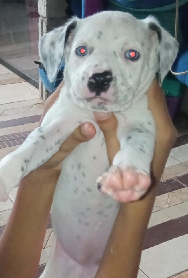 AlertaMePerdi's tweet photo. #PERDIDA #GUAYAQUIL
Nombre: #PECOSA
Fecha: 02/10/23
Sector: Sur, 45ava. y la F
Sexo: Hembra
Raza: Dalmata
Observación: Tiene muchas pecas, ojos celestes claro y cargaba un collar color rosado fosforescente con placa con datos
Contacto: 0967907708-0986039941
#AlertaMePerdí https://t.co/xYBjRiWEpB