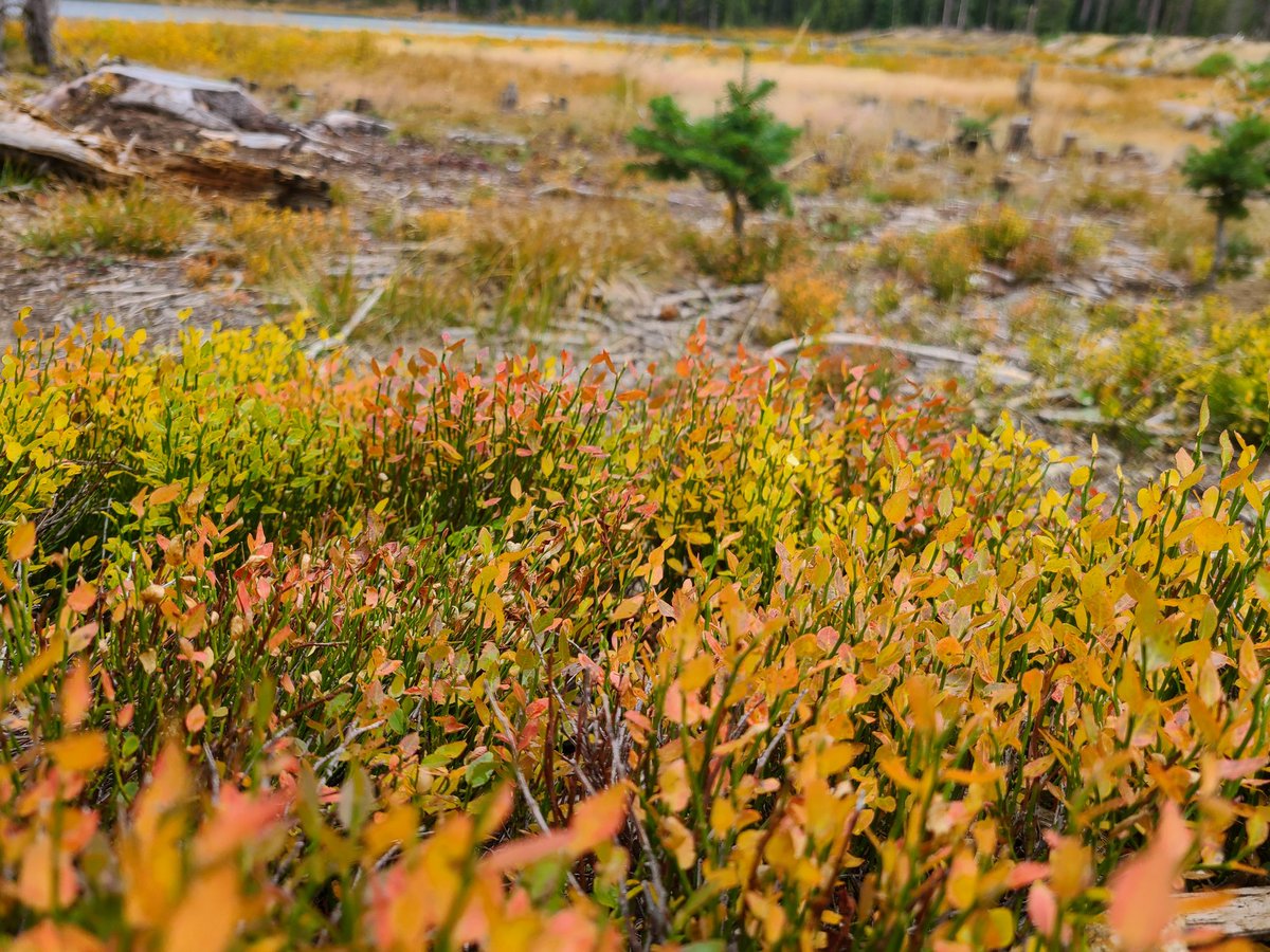 QuirkyGardener's tweet photo. In other news, went on an adventure up the Poudre Canyon to find signs of Autumn. No regrets! #cowx #Autumn #leafpeeping #noco #poudreriver #Cameronpass #Colorado @Colorado https://t.co/TdOc0cuxBn